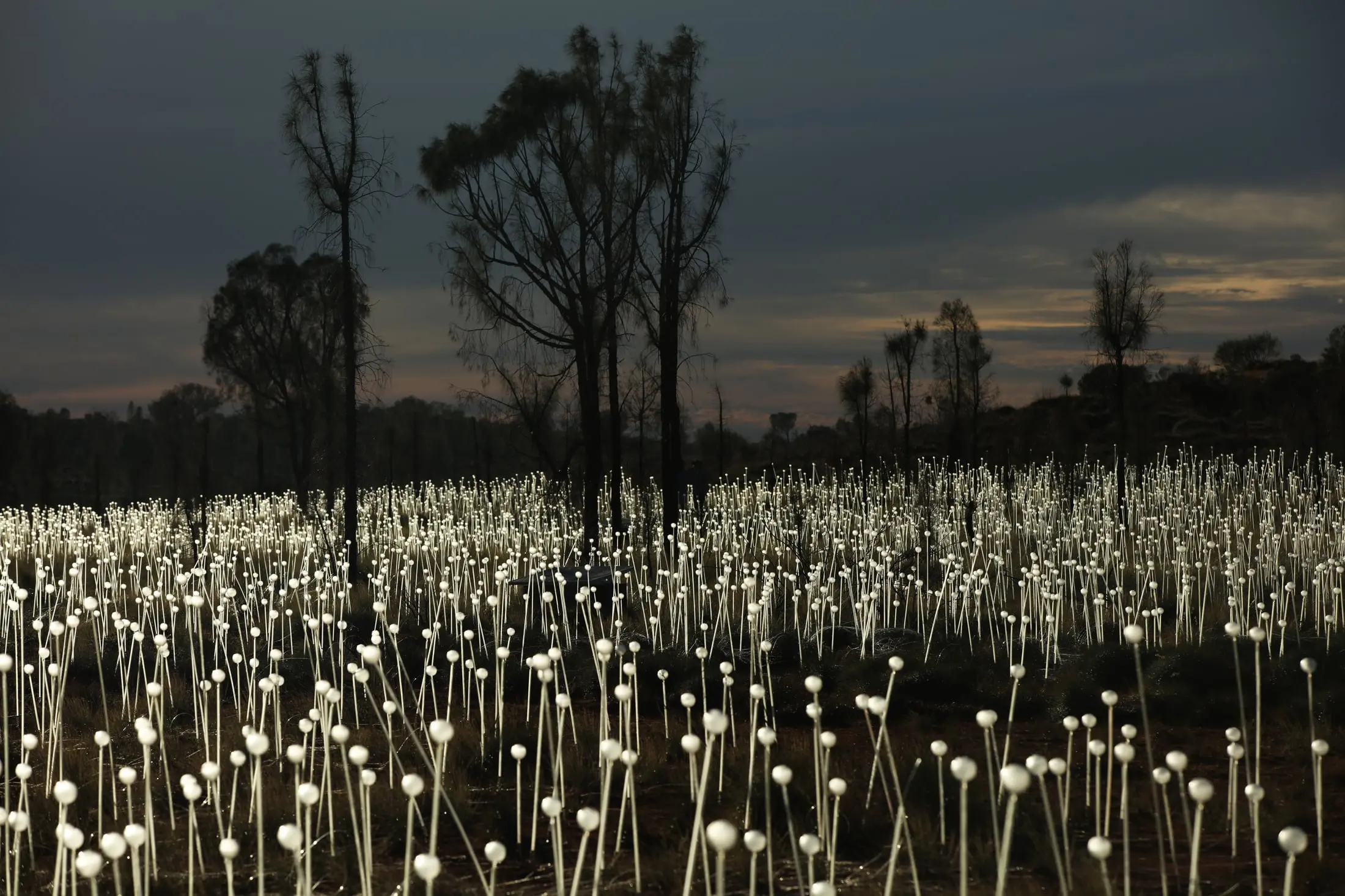 field of light