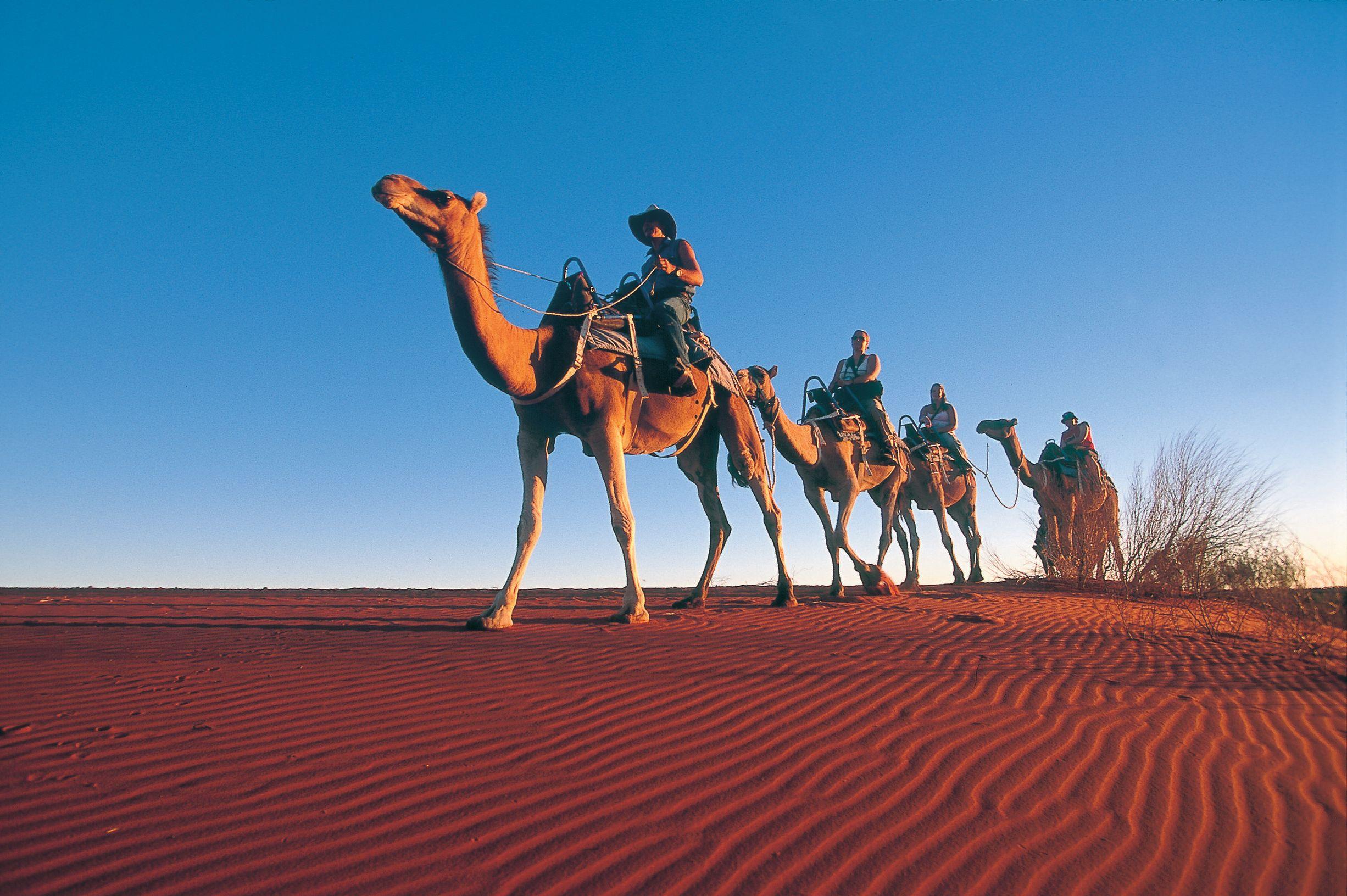 Camels at Ayers Rock Resort