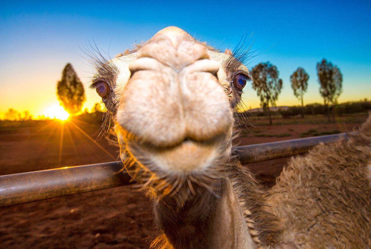 Close up of Camel's face