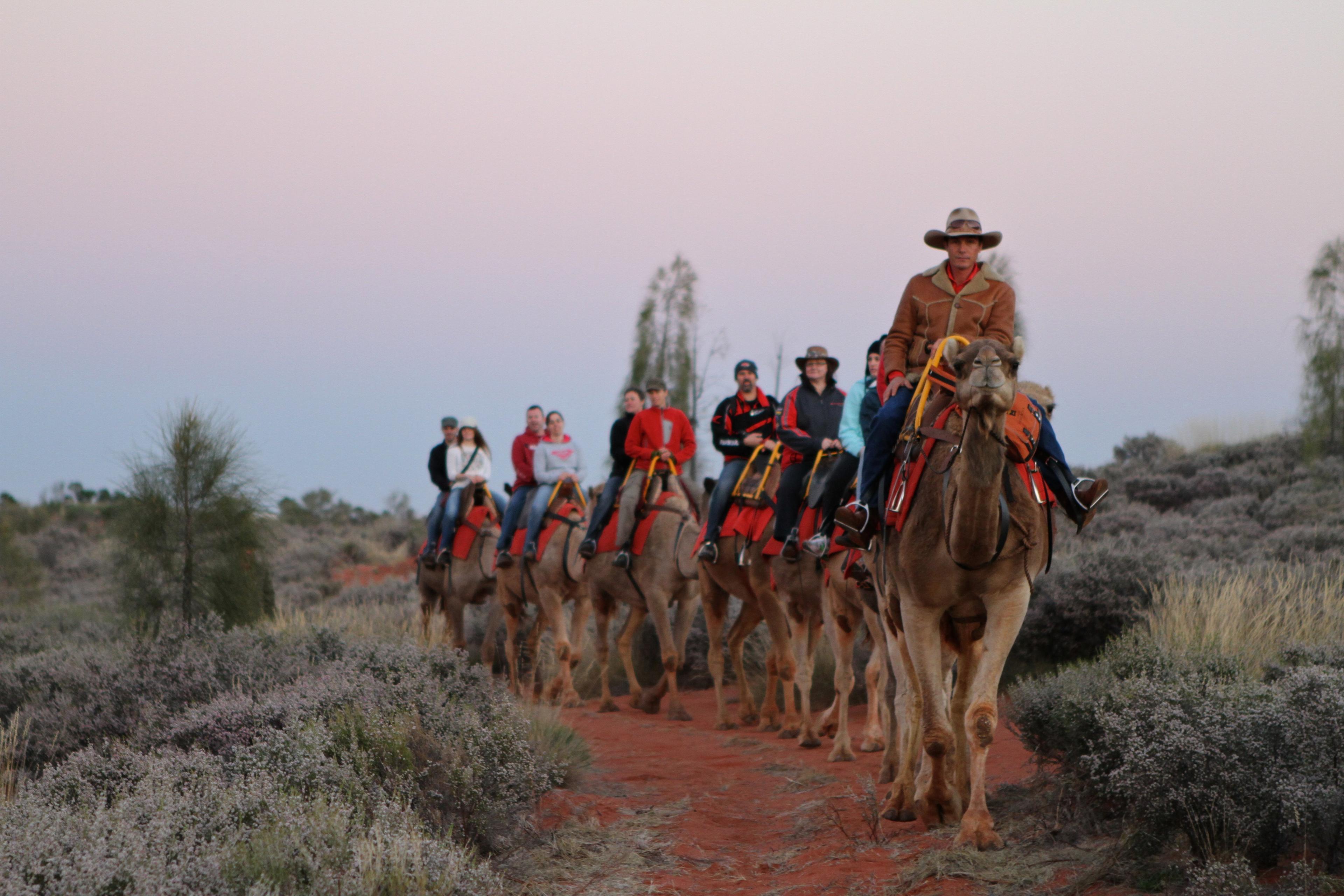 Uluru Camels