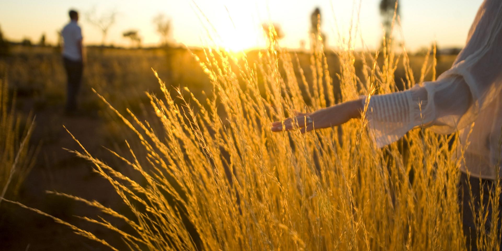 Field of Wheat during the sun; person stroking wheat during the sunset | Voyages Indigenous Tourism