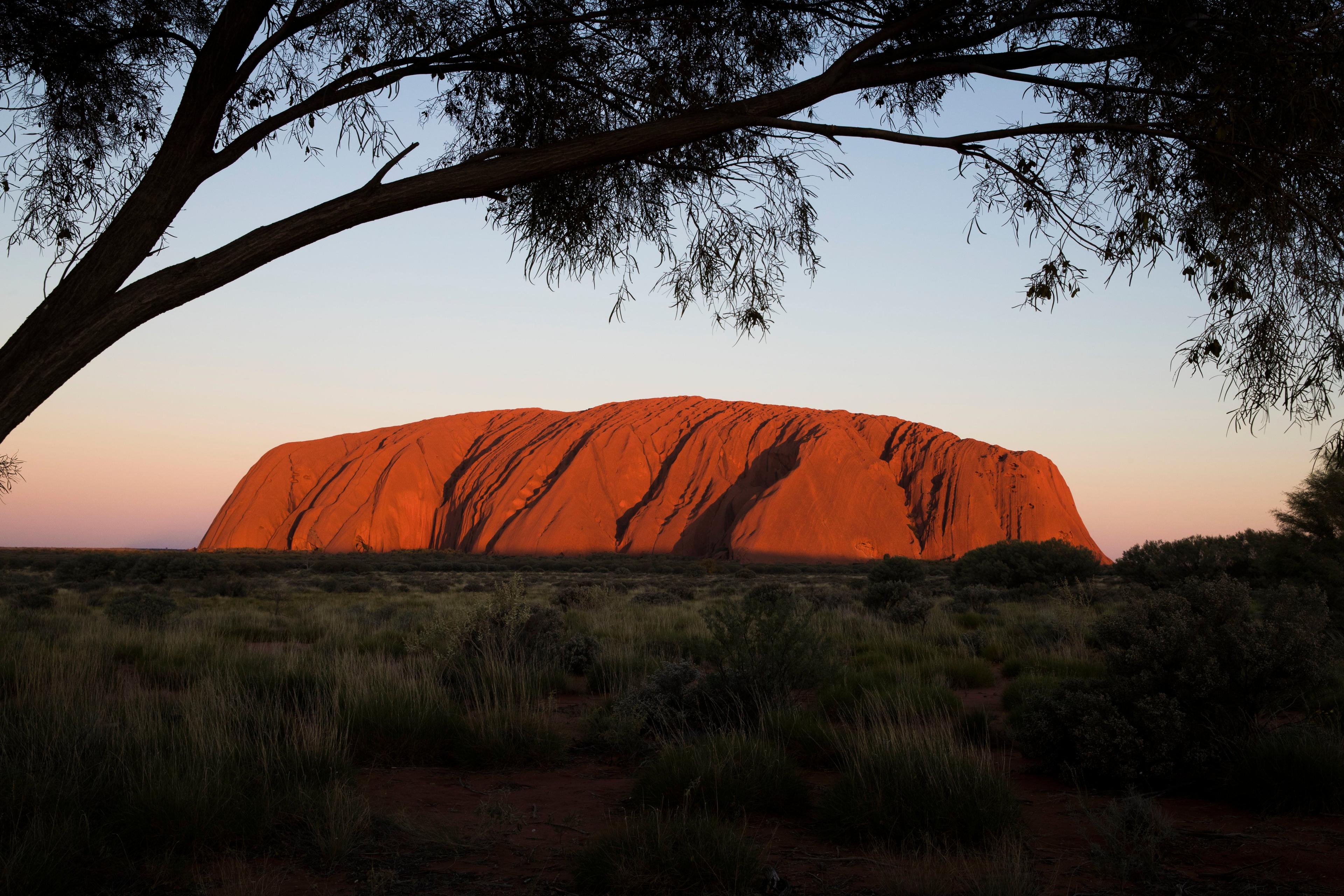 Uluru from a distance with a tree in the foreground