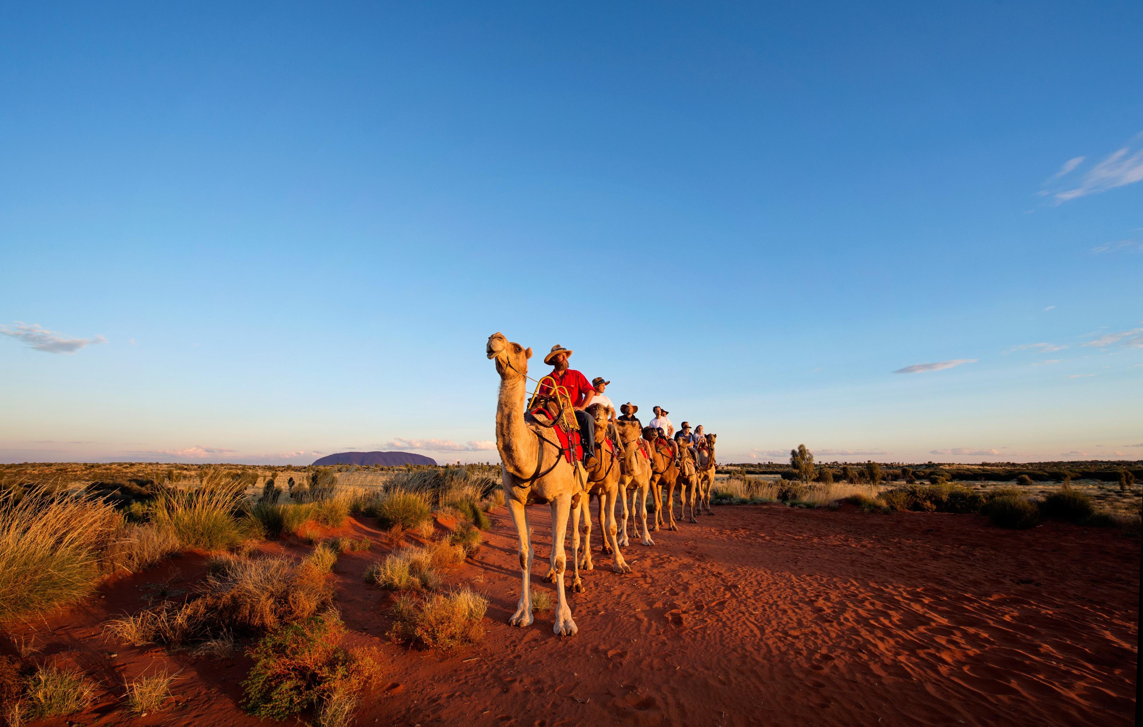 Uluru Camels