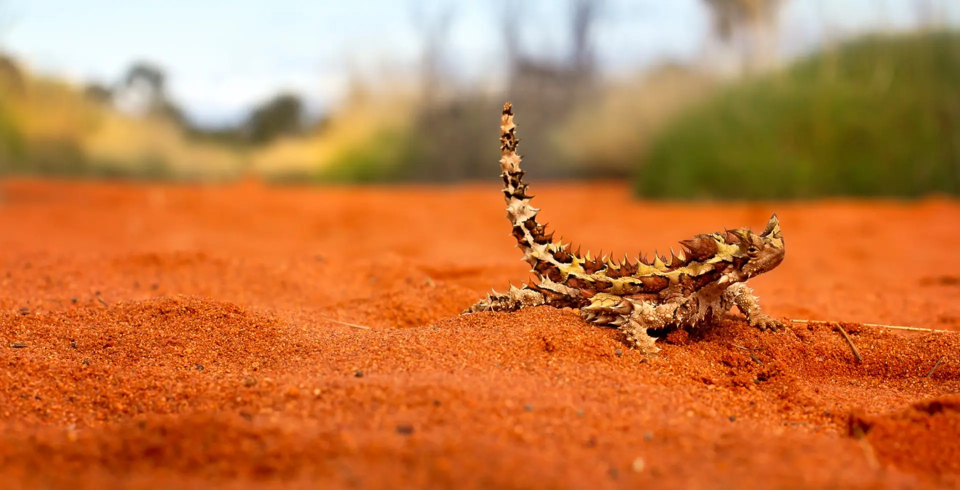 thorny-devil