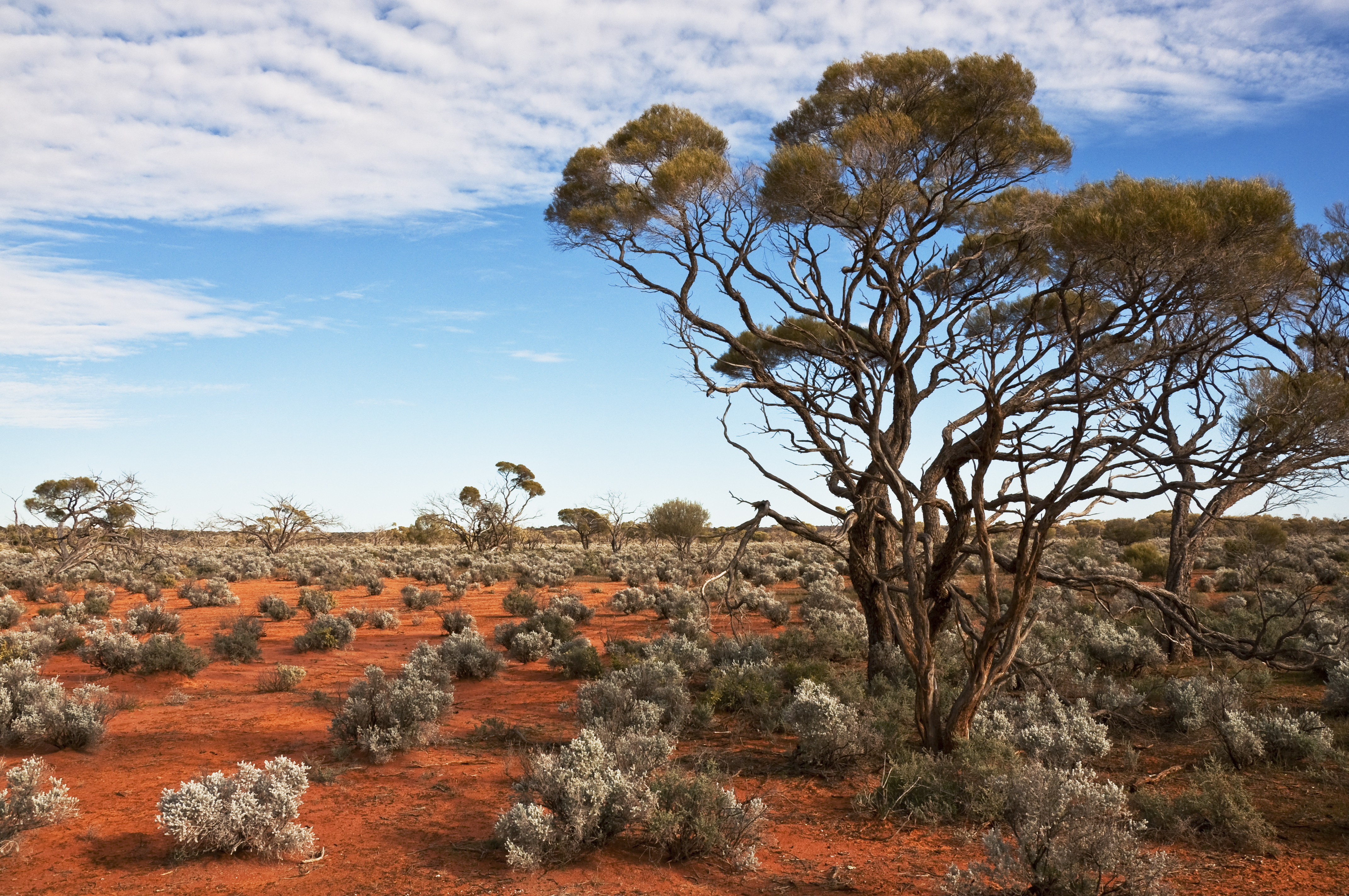 Northern Territory Australia trees landscape shot
