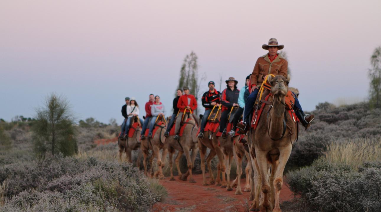 Uluru Camels